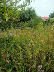 Земельный участок 408 кв.м, Самарская область: Земельный участок, площадь 408 +/- 7.07 кв.м., адрес (местонахождение): Россия, Самарская область, г.Тольятти, Центральный район, северо-запад Химзавода, 2,5 км, СНТ «Любитель», проезд № 4, участок № 248., кадастровый (условный) номер…