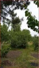 Земельный участок 893 кв.м, Орловская обл., адрес: Российская Федерация, Орловская область, муниципальный округ Орловский, сельсовет Большекуликовский, СНТ "Разуваевские pруды", линия 3, земельный участок 8, категория земель: Земли сельскохозяйственного назначения, разрешенное использование…
