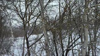 Земельный участок площадью 1474 кв.м, категория «земли населенных пунктов», вид разрешенного использования «Для ведения личного подсобного хозяйства (приусадебный земельный участок)» расположенного по адресу: Московская область, городской округ Кашира, г. Кашира, ул. Березовая. Основной вид…