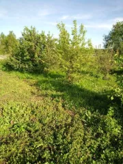 Земельный участок, площадь 3777 +/- 22 кв.м., кадастровый (условный) номер: 22:33:051401:283. Принадлежит должнику на праве собственности.
Адрес (местонахождение): Россия, Алтайский край, Первомайский район, п.Нижняя Петровка, ул.Хохловка 2
