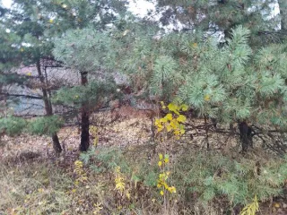 Земельный участок 621 кв.м, Московская область. Кадастровый номер 50:23:0020271:2407. Вид разрешённого использования 2.2.