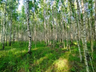 Земельный участок, 495300 кв.м, Нижегородская область, Сокольский район Имущество АО «КАПИТАЛ АСИСТАНС»: земельный участок, кадастровый номер 52:07:0800006:1592, 495300 кв.м. Земельный участок для индивидуального жилищного строительства, земли населенных пунктов, кадастровый номер…
