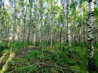 Земельный участок, 495300 кв.м, Нижегородская область, Сокольский район Имущество АО «КАПИТАЛ АСИСТАНС»: земельный участок, кадастровый номер 52:07:0800006:1592, 495300 кв.м. Земельный участок для индивидуального жилищного строительства, земли населенных пунктов, кадастровый номер…