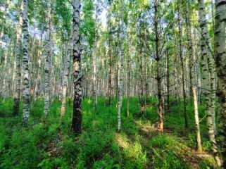 Земельный участок, 495300 кв.м, Нижегородская область, Сокольский район Имущество АО «КАПИТАЛ АСИСТАНС»: земельный участок, кадастровый номер 52:07:0800006:1592, 495300 кв.м. Земельный участок для индивидуального жилищного строительства, земли населенных пунктов, кадастровый номер…