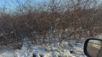 Земельный участок площадью 1210 +/- 12 кв.м. (общая долевая собственность, доля в праве 1/3), категория земель: земли населенных пунктов, для многоквартирного строительства, кадастровый № 61:56:0050317:47, должник Копылов С.С., (Поручение ТУ Росимущества в РО от 15.07.2026 № 61-935-У). Адрес…