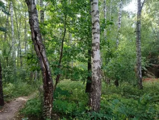 Земельный участок 2833 кв.м, Московская область, с КН 50:28:0000000:59281. Площадь: 2833 кв.м. Кадастровый номер: 50:28:0000000:59281. Основной вид разрешенного использования: 2.1.