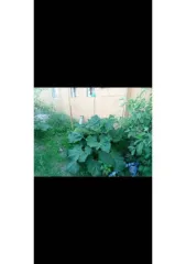 Жилое здание 60 кв.м. и земельный участок 399 кв.м. в Кургане. Жилое здание, площадь: 60кв.м., кадастровый номер: 45:25:090219:366 и земельный участок, площадь: 399кв.м., категория земель: Земли населенных пунктов, разрешенное использование: Для садоводства, кадастровый номер: 45:25:090219:199…
