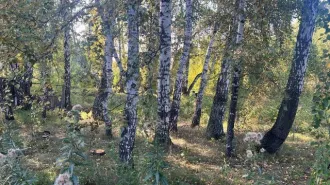 Земельный участок общей совместной собственности супругов площадью 640 кв.м. Категория: земли населенных пунктов, для садоводства. Расположен по адресу: Челябинская обл., г. Копейск, рп. Железнодорожный, садовое товарищество "Железнодорожник" участок 194. Кадастровый номер 74:30:0502001:55.