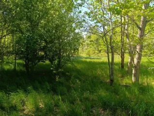 Земельный участок 25 009 кв. м, Калининградская обл., Гурьевский р-н, кадастровый номер 39:03:080814:132, земли населенных пунктов - для строительства малоэтажной застройки. Адрес: местоположение установлено относительно ориентира, расположенного за пределами участка, ориентир населенный пункт…