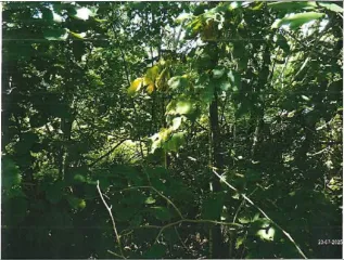 Земельный участок ИЖС 1200 кв.м в Санкт-Петербурге по адресу: Российская Федерация, Санкт-Петербург, муниципальное образование г. Колпино, Вознесенское шоссе, земельный участок 61 (восточнее дома 17 по Ивановской улице). Площадь 1200 кв.м, кадастровый номер 78:37:1720902:270. Вид разрешённого…