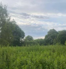 Земельный участок 550 кв.м для садоводства, Московская область, Талдомский район, СНТ "Чистые пруды" юго-восточнее деревни Доброволец, участок 6 (не замежеван). Кадастровый номер 50:01:0060119:7. Собственность.