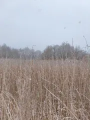 Земельный участок 1501 кв.м, Московская область. Кадастровый номер: 50:25:0010116:485. Вид разрешённого использования: 2.2.