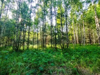 Земельный участок, 495300 кв.м, Нижегородская область, Сокольский район Имущество АО «КАПИТАЛ АСИСТАНС»: земельный участок, кадастровый номер 52:07:0800006:1592, 495300 кв.м. Земельный участок для индивидуального жилищного строительства, земли населенных пунктов, кадастровый номер…