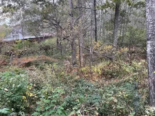 Жилой дом 126.5 м² и участок 1000 м² в Надеждинском районе по адресу: Приморский край, п. Соловей Ключ, ул. Волгоградская, 15. Земельный участок забором не огорожен, кроме дома на участке ничего нет. Жилой дом в недостроенном состоянии, возведены стены, крыша, установлены стеклопакеты, проложен…