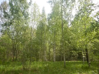 Земельный участок 1208 кв.м, ИЖС, Корчминская ул. 6, Санкт-Петербург. Российская Федерация, Санкт-Петербург, внутригородское муниципальное образование Санкт-Петербурга поселок Понтонный, Корчминская улица, земельный участок 6, площадь 1208 кв.м, кадастровый номер 78:37:0017501:5510. Основной вид…