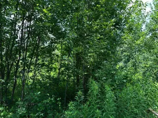 Земельный участок 490 кв. м и строение 16 кв. м в Удмуртской Республике. Категория земель: земли сельскохозяйственного назначения, разрешенное использование: для ведения гражданами садоводства и огородничества, для садоводства. Общая площадь участка 490 кв. м, адрес: Удмуртская Республика…