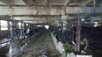 Стойловое стационарное оборудование 2d