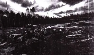 Древесина сосна 136,8 м3. Ирбейское лесничество. 295 сортиментов древесины породы сосна (№2601 ВД/МВД/СО). Местонахождение имущества: расположен в выделе 11 квартала 28 Ирбейского сельского участкового лесничества колхоз «Новая жизнь» КГБУ Ирбейское лесничество. Количество и породный состав…