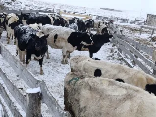 Коровы 5 голов: 1 корова RU1jdvfm185, 420 кг; 2 корова RU1ncedaba7, 400 кг; 3 корова RU1164amfq7, 400 кг; 4 корова RU1vy0uoq96, 420 кг; 5 корова RU18esim3q1, 450 кг.