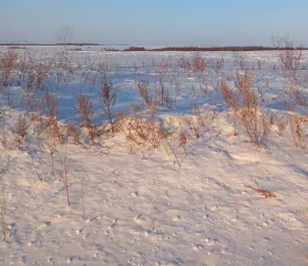 Земельный участок 2758 кв.м, Амурская область, расположенный по адресу: Амурская область, Ромненский район, с. Дальневосточное, с кадастровым номером 28:20:012206:81