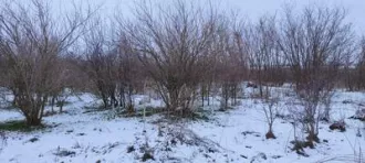 Здание жилое в собственности, (31.9 кв.м.). Расположенное по адресу: Ростовская обл., Усть-Донецкий р-н, х. Бородино, ул. Балочная, д. 16 и 
Земельный участок (для ведения личного подсобного хозяйства) в собственности,(3000 кв.м.);  Расположенный по адресу: Ростовская обл., Усть-Донецкий р-н, х…