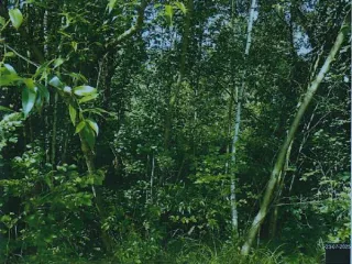 Земельный участок ИЖС 1200 кв.м в Санкт-Петербурге по адресу: Российская Федерация, Санкт-Петербург, муниципальное образование г. Колпино, Вознесенское шоссе, земельный участок 61 (восточнее дома 17 по Ивановской улице). Площадь 1200 кв.м, кадастровый номер 78:37:1720902:270. Вид разрешённого…