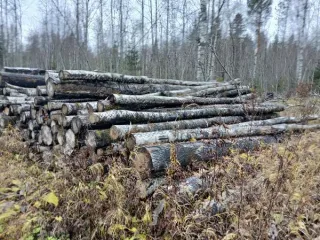 Древесина береза и осина, штабель 61,39 м3. Древесина различных пород деревьев в штабеле объемом 61,39 м3, а именно: породы береза объемом 23,61 м3, породы осина объемом 37,78 м3. Количество и породный состав древесины: древесина различных пород деревьев в штабеле объемом 61,39 м3, а именно: породы…