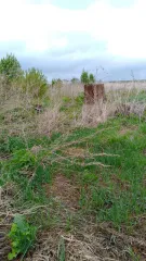 Земельный участок, жилое помещение (здание) С имуществом можно ознакомиться в рабочие дни по согласованию, почтовый адрес: 450075, Республика Башкортостан, г. Уфа, а/я 12, тел. 89696162264, электронный адрес: volkonsky888@mail.ru Дополнительную информацию можно получить с момента публикации…