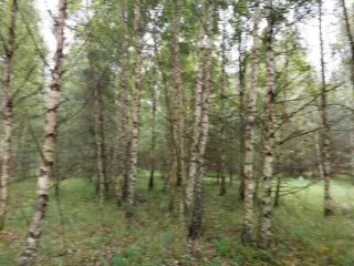 Земельный участок 1641 м², Нижегородская обл., Сокольский р-н, д. Шишово, с кадастровым номером 52:07:0600032:747, по адресу Нижегородская обл, р-н Сокольский, с/с Волжский, д Шишово, ул Строителей, д 5. Основной вид разрешенного использования: 2.1. Площадь земельного участка: 1641.