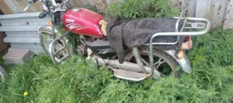 Мопед марки RASER идентификационный номер LTEPCDL03C1005765, 2012 г/в Техническое состояние не проверялось. Имеет повреждения. Может находиться в частично разукомплектованном состоянии. Документы отсутствуют. Товаросопроводительные документы не передавались. Погрузка и транспортировка имущества с…