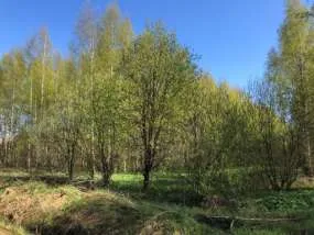 Земельный участок, 76:09:093401:2343, Ярославская обл., Некрасовский р-н, с/о Климовский, 1534 +/-27 кв.м.