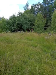 Земельный участок, 572 кв.м, СНТ "Оргстрой", линия 8, уч. 208, Ленинградская область, адрес: Ленинградская область, Волховский муниципальный район, Кисельнинское сельское поселение, массив Пупышево, СНТ "Оргстрой", линия 8, уч. 208, кадастровый номер 47:10:1339006:16.