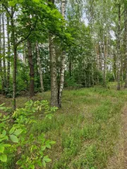 Право аренды земельного участка 15048 кв.м, Брянская область, д. Муравинка; право на заключение договора аренды земельного участка земель особо охраняемых территорий и объектов, площадью 15048+/-42,93 кв.м, расположенного по адресу: Российская Федерация, Брянская область, муниципальный район…