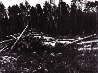 Древесина сосна 136,8 м3. Ирбейское лесничество. 295 сортиментов древесины породы сосна (№2601 ВД/МВД/СО). Местонахождение имущества: расположен в выделе 11 квартала 28 Ирбейского сельского участкового лесничества колхоз «Новая жизнь» КГБУ Ирбейское лесничество. Количество и породный состав…