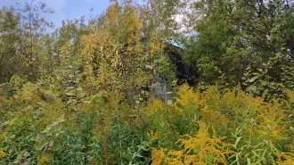 Земельный участок 748 м², здание 26 м², Нижегородская область, кадастровый номер участка 52:17:0080205:94; здание нежилое, кадастровый номер 52:17:0080205:751, адрес: Нижегородская обл, г Нижний Новгород, Московский район, СТ №8 "Двигатель революции", участок № 58.