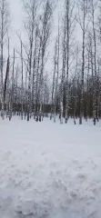 Земельный участок 1000 кв.м, с/х назначения, Нижегородская обл, Тонкинский р-н, рп Тонкино, кадастровый номер 52:04:0300023:101, вид собственности: индивидуальная. Для получения всей имеющейся информации (в том числе фото) направить запрос на rudnichenko.torg2025@yandex.ru (в теме письма указать…