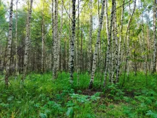 Земельный участок, 495300 кв.м, Нижегородская область, Сокольский район Имущество АО «КАПИТАЛ АСИСТАНС»: земельный участок, кадастровый номер 52:07:0800006:1592, 495300 кв.м. Земельный участок для индивидуального жилищного строительства, земли населенных пунктов, кадастровый номер…