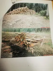 Древесина береза, осина, ель, сосна, ольха. Береза – 478,5 куб.м (деловая: крупная – 7,2 куб.м, средняя – 58,4 куб.м, мелкая – 5,7 куб.м, дровяная – 407,2 куб.м), осина – 293,6 куб.м (дровяная – 293,60 куб.м), ель – 228 куб.м (деловая: крупная – 9,3 куб.м, средняя – 66,4 куб.м, мелкая – 13,4 куб.м…