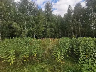 Аукцион в отношении земельного участка с КН: 50:34:0010510:2450 Аукцион в отношении земельного участка с КН: 50:34:0010510:2450 
Площадь земельного участка: 1037 
Кадастровый номер земельного участка: 50:34:0010510:2450 
Основной вид разрешенного использования: 2.1 

