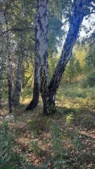 Земельный участок общей совместной собственности супругов площадью 640 кв.м. Категория: земли населенных пунктов, для садоводства. Расположен по адресу: Челябинская обл., г. Копейск, рп. Железнодорожный, садовое товарищество "Железнодорожник" участок 194. Кадастровый номер 74:30:0502001:55.