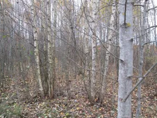 Земельный участок площадью 2579 кв.м. Кадастровый номер 76:03:021601:446. Расположен по адресу: Ярославская область, муниципальный округ Брейтовский, сельское поселение Гореловское, деревня Конюхово, улица Новая, земельный участок 2. Категория земель: земли населенных пунктов. Вид разрешенного…