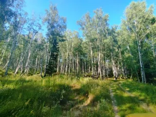 Земельный участок, 495300 кв.м, Нижегородская область, Сокольский район Имущество АО «КАПИТАЛ АСИСТАНС»: земельный участок, кадастровый номер 52:07:0800006:1592, 495300 кв.м. Земельный участок для индивидуального жилищного строительства, земли населенных пунктов, кадастровый номер…