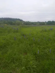 Земельный участок 1500 кв. м, доля 1/8. Архангельская область, Устьянский муниципальный район, МО «Шангальское», д. Юрятинская. Кадастровый номер: 29:18:110501:632. Категория земель: земли населенных пунктов. Вид разрешенного использования: для индивидуального жилищного строительства. Участок…