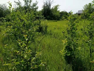 Земельный участок 500 кв.м Самарская область 1/2 на земельном участке, площадь 500, назначение: Земли населенных пунктов, адрес: Россия, Самарская область, Куйбышевский р-н, г. Самара, Подстепновка, линия 4, дом 142, кадастровый номер: 63:01:0417004:907.