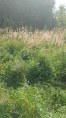 Здание 8 кв.м и земельный участок 800 кв.м в Калужской области, Боровский район, деревня Шемякино. Участок для ведения личного подсобного хозяйства, площадь 800 +/-12 кв.м, кадастровый номер 40:03:050801:578. Нежилое здание площадью 8 кв. м, кадастровый номер 40:03:050801:779. Доля в праве…