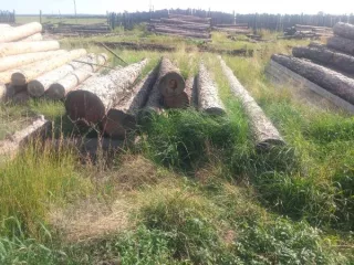 Древесина породы сосна в бревнах в количестве 9 шт., сортиментом по 8 м., объемом- 4,005 куб.м -Древесина породы сосна в бревнах в количестве 32 шт., сортиментом по 4 м., объемом- 5,656 куб.м -Пиломатериал в виде бруса размерами 10*18 см., в количестве 17 шт, объемом- 1,19 куб.м Древесина породы…