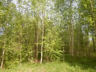 Земельный участок 1208 кв.м, ИЖС, Корчминская ул. 6, Санкт-Петербург. Российская Федерация, Санкт-Петербург, внутригородское муниципальное образование Санкт-Петербурга поселок Понтонный, Корчминская улица, земельный участок 6, площадь 1208 кв.м, кадастровый номер 78:37:0017501:5510. Основной вид…