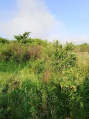 Земельный участок 446 кв.м Челябинская область, площадь 446 кв.м, адрес Российская Федерация, Челябинская область, городской округ Копейский, город Копейск, территория СНТ Кировец, земельный участок 1187, категория земель Земли населенных пунктов, разрешенное использование Для садоводства…