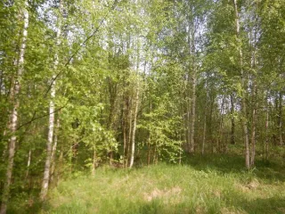Земельный участок 1208 кв.м, Санкт-Петербург, поселок Понтонный, Корчминская ул., 41. Российская Федерация, Санкт-Петербург, внутригородское муниципальное образование Санкт-Петербурга поселок Понтонный, Корчминская улица, земельный участок 41, площадь 1208 кв.м, кадастровый номер…