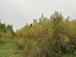 Земельный участок 1500 кв.м кн 50:39:0020208:482 Московская область площадь земельного участка: 1500 кадастровый номер земельного участка: 50:39:0020208:482 основной вид разрешенного использования: 2.1